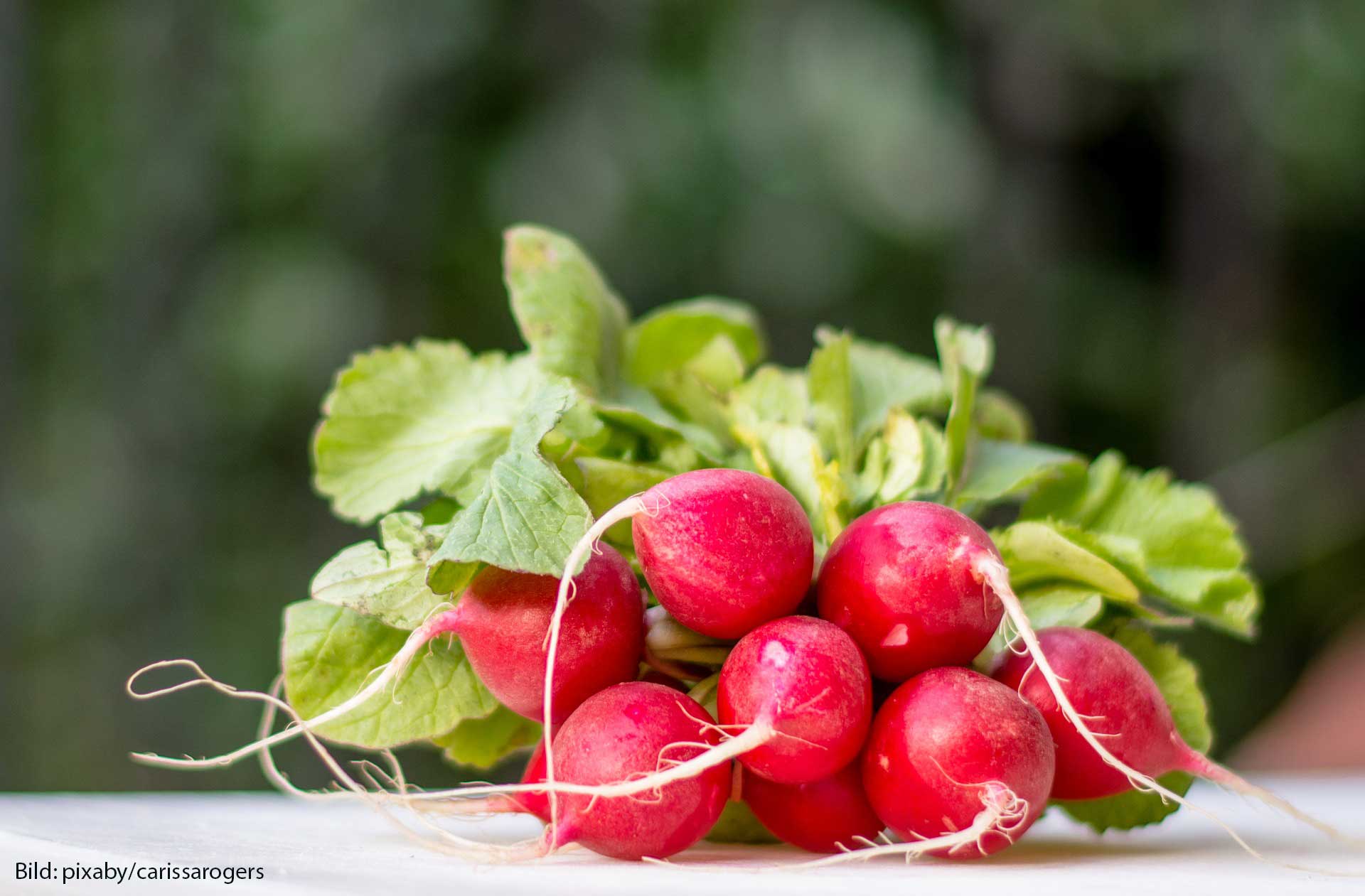 Radieschenblätterpesto – Is nu guat