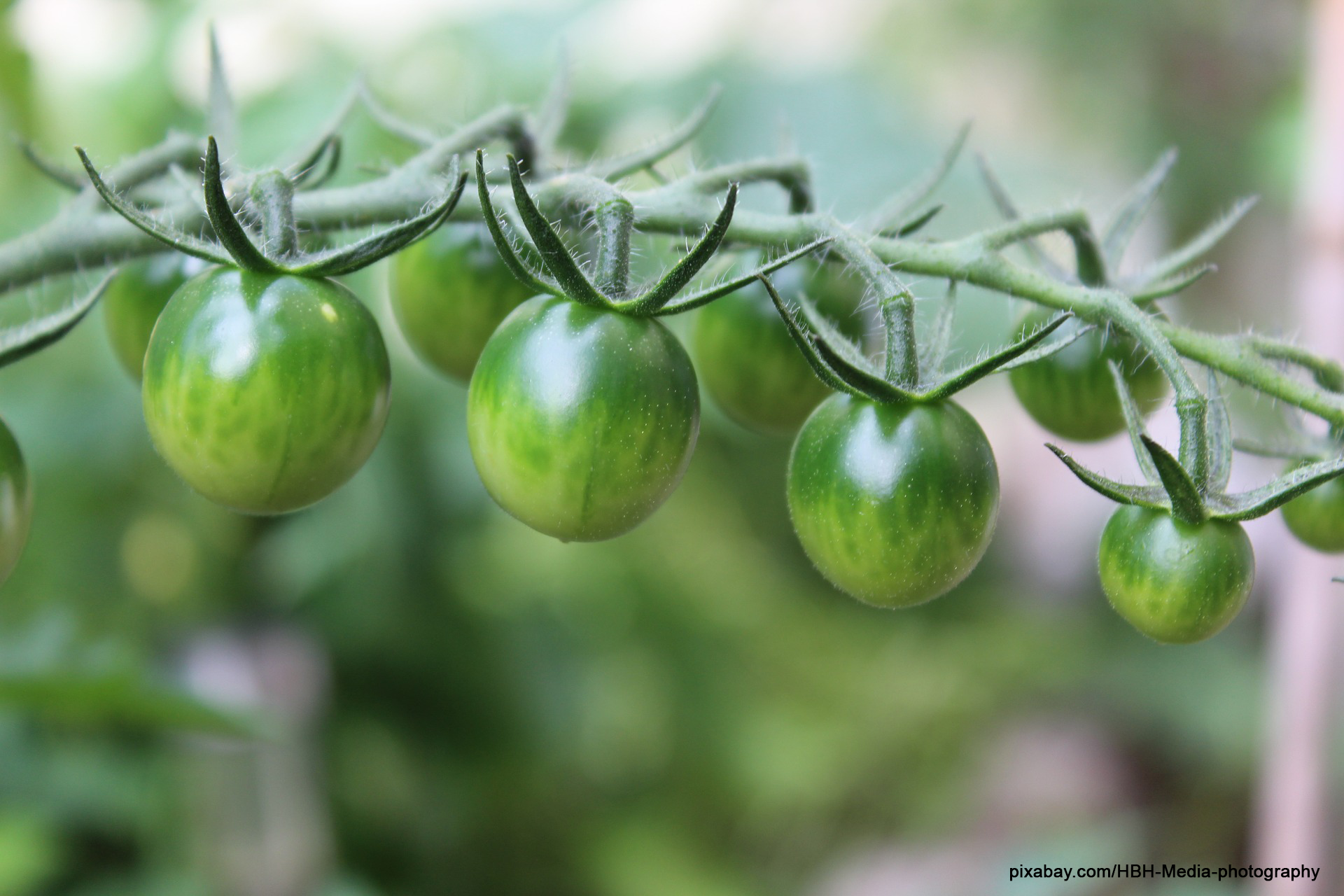 Grüne Tomaten – Is nu guat