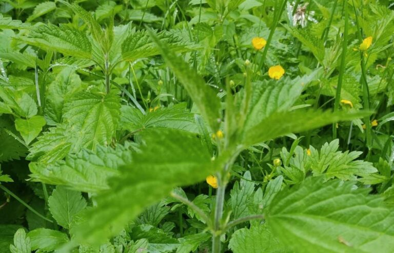 Superkraut Brennessel